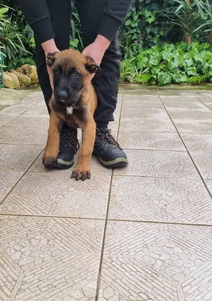Cuccioli Pastore Belga Malinois in tutta Italia | Foto 1