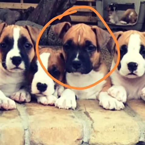 cucciola di amstaff