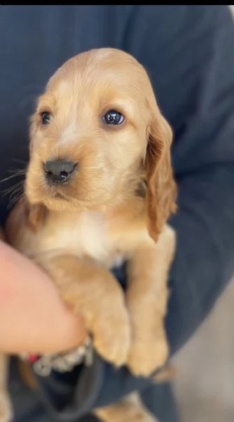 Cuccioli di cane razza cocker spaniel inglese  | Foto 1
