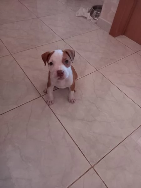 cucciolo pitbull femmina
