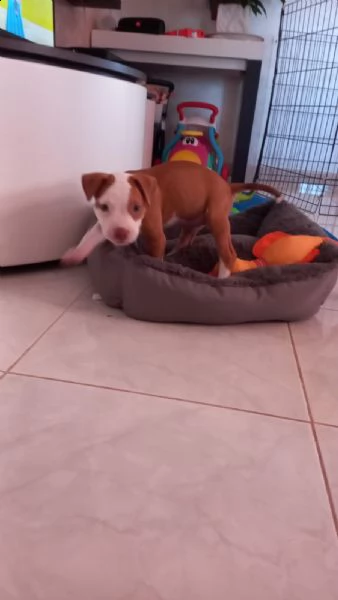 cucciolo pitbull femmina | Foto 4
