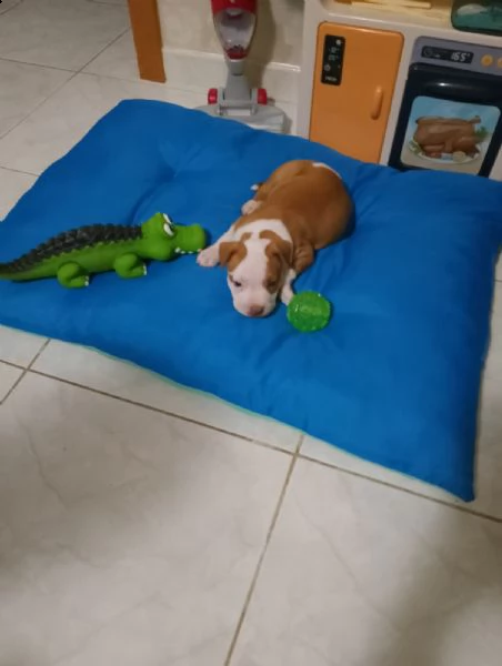 cucciolo pitbull femmina | Foto 3