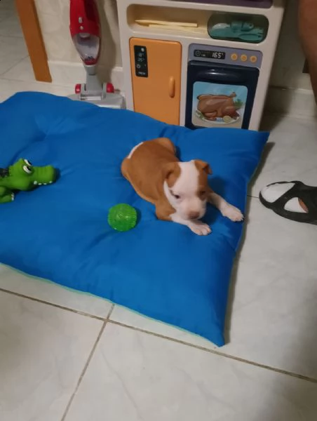 cucciolo pitbull femmina | Foto 2
