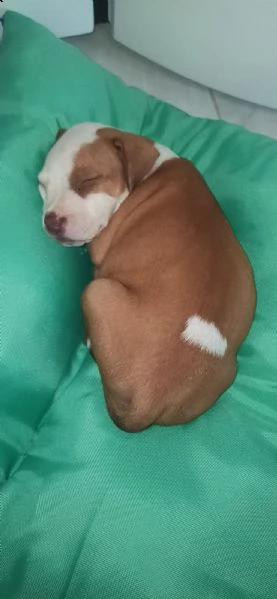 cucciolo pitbull femmina | Foto 1