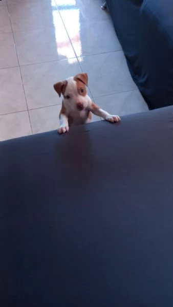cucciolo pitbull femmina | Foto 0