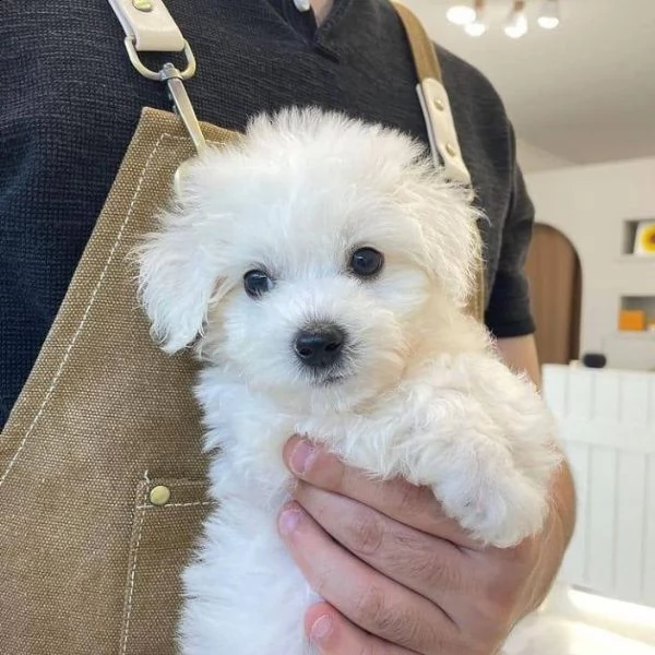 regalo maltese mini toy