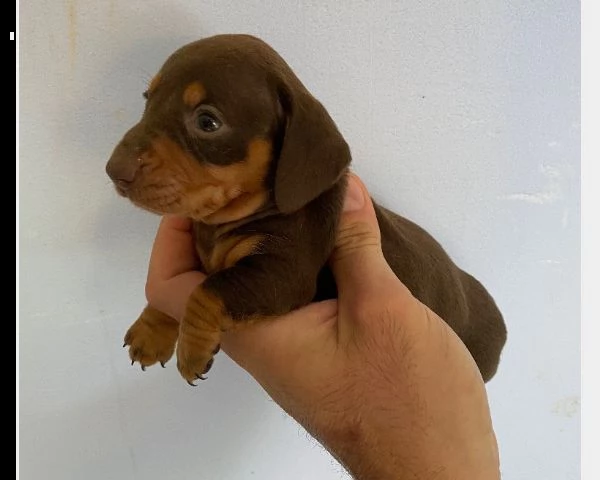 cuccioli di bassotto tedesco