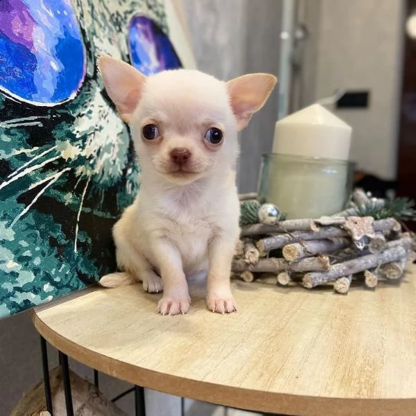  regalo chihuahua cuccioli meravigliosi  