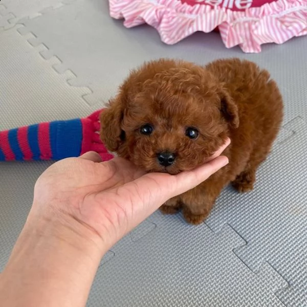 questi cuccioli barbocino