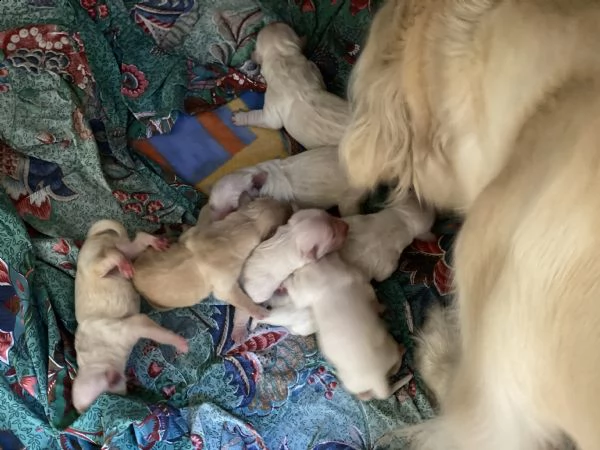 prenotazione golden retriever cuccioli | Foto 4
