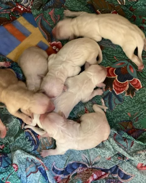 prenotazione golden retriever cuccioli | Foto 3