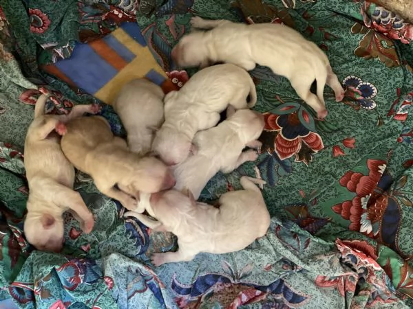 prenotazione golden retriever cuccioli