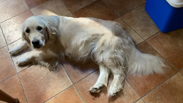 prenotazione golden retriever cuccioli | Foto 2