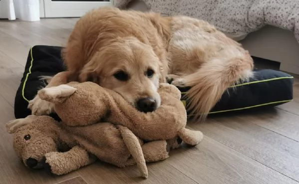 prenotazione golden retriever cuccioli | Foto 1