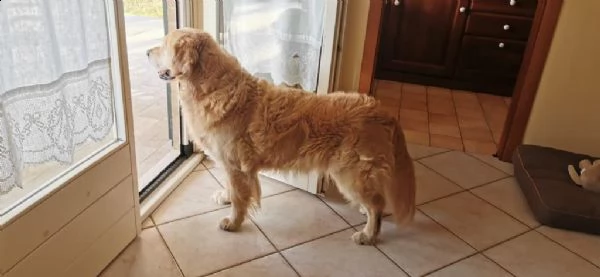 prenotazione golden retriever cuccioli | Foto 0