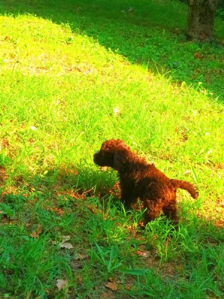 cuccioli di lagotto gi avviati alla ricerca del tartufo con riporto