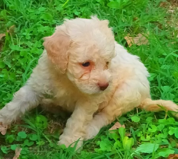 cuccioli di lagotto gi avviati alla ricerca del tartufo con riporto | Foto 1