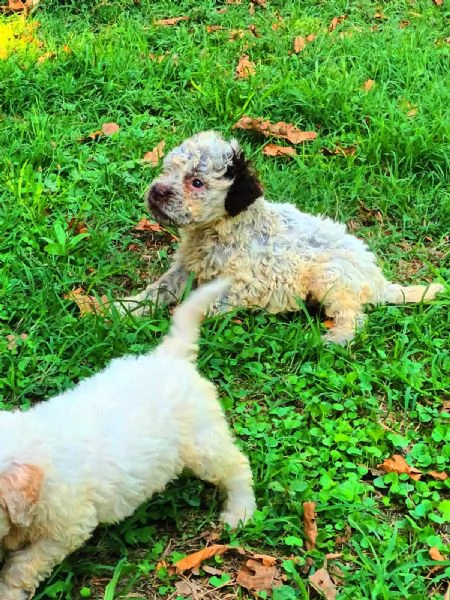 cuccioli di lagotto gi avviati alla ricerca del tartufo con riporto | Foto 0