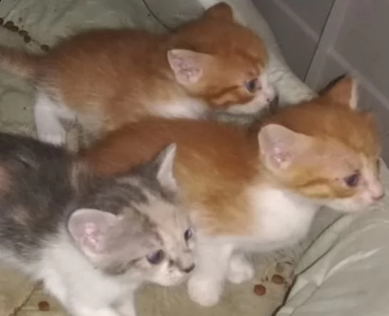 regalo gattini a pelo semilungo