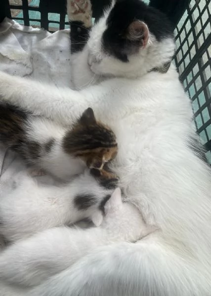 gattini | Foto 2