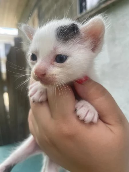 gattini | Foto 1