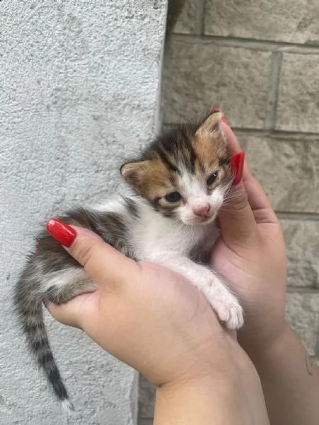 gattini
