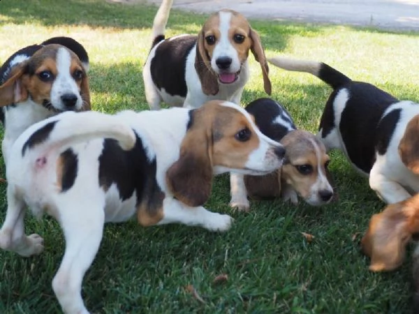 cuccioli beagle con pedigree alta genealogia