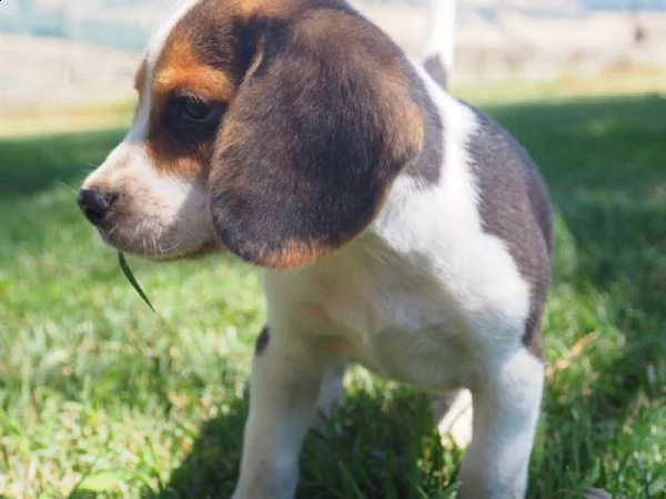 cuccioli beagle con pedigree alta genealogia | Foto 0