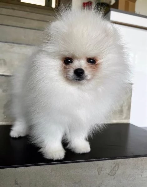 spitz pomerania