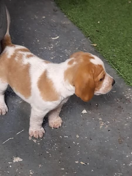 fantastici cuccioli beagle di 3 mesi | Foto 4