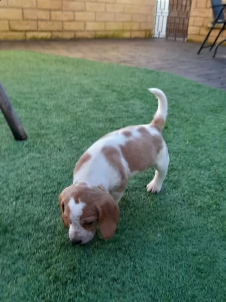 fantastici cuccioli beagle di 3 mesi | Foto 3