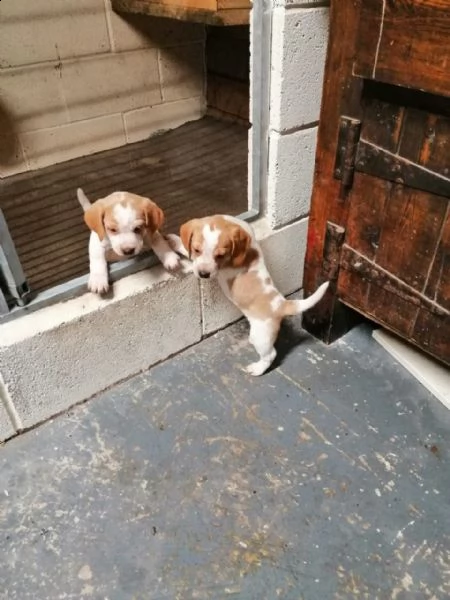 fantastici cuccioli beagle di 3 mesi | Foto 2