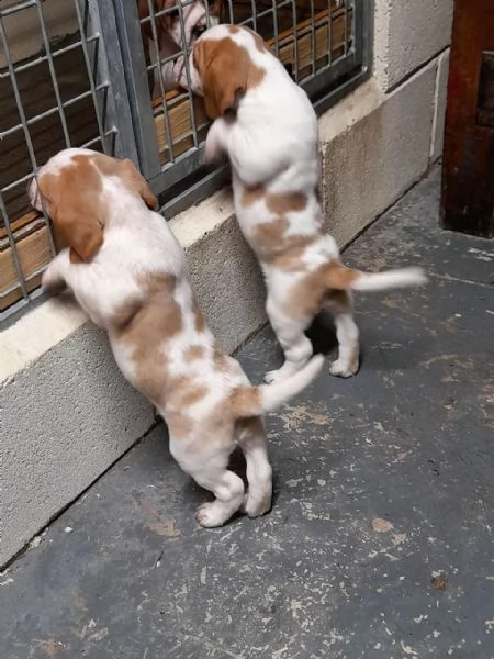 fantastici cuccioli beagle di 3 mesi | Foto 1