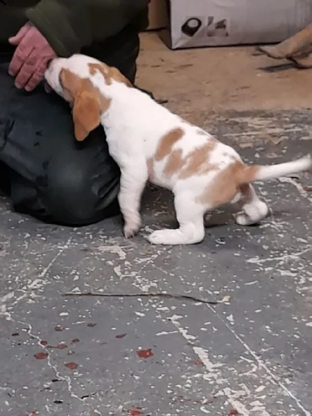 fantastici cuccioli beagle di 3 mesi