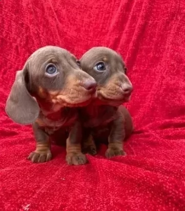 splendidi cuccioli di bassotto nano | Foto 0