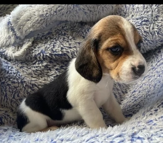 beagle cuccioli maschi e femmina | Foto 0