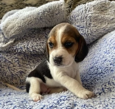 beagle cuccioli maschi e femmina