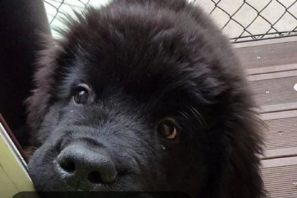 cerco cucciolo di terranova preferibilmente tra i 2,3 mesi di età 
