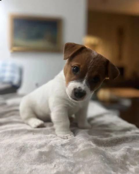 cuccioli di jack russel terrier allevati in casa | Foto 0