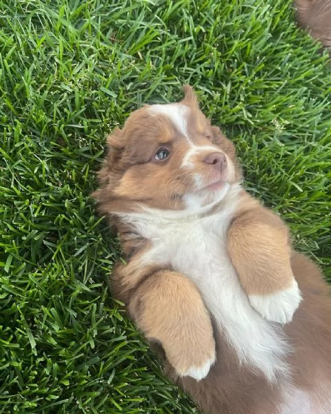 adorabili pastori australiani allevati in casa | Foto 5