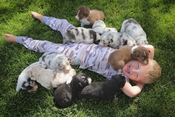 adorabili pastori australiani allevati in casa | Foto 3