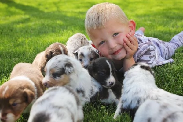 adorabili pastori australiani allevati in casa | Foto 2