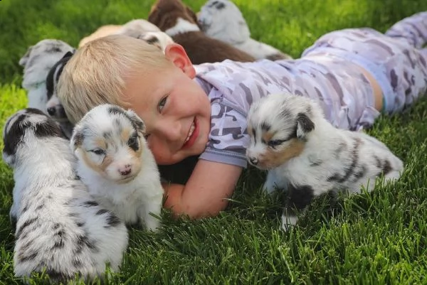 adorabili pastori australiani allevati in casa