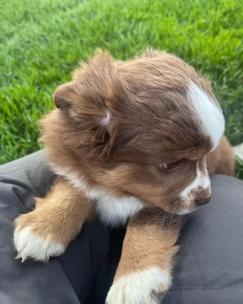 adorabili pastori australiani allevati in casa | Foto 1