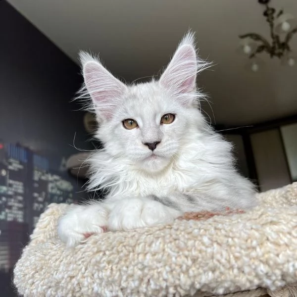 bellissimi gattini maine coon allevati in casa | Foto 6