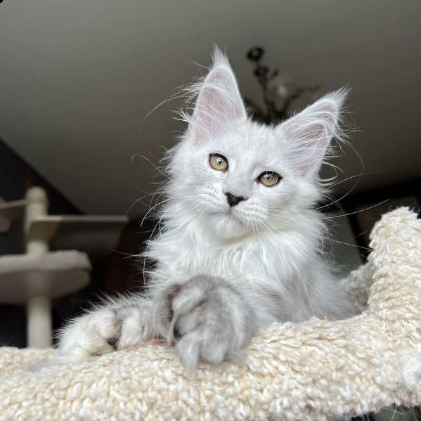 bellissimi gattini maine coon allevati in casa | Foto 5