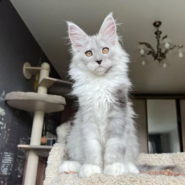 bellissimi gattini maine coon allevati in casa | Foto 4