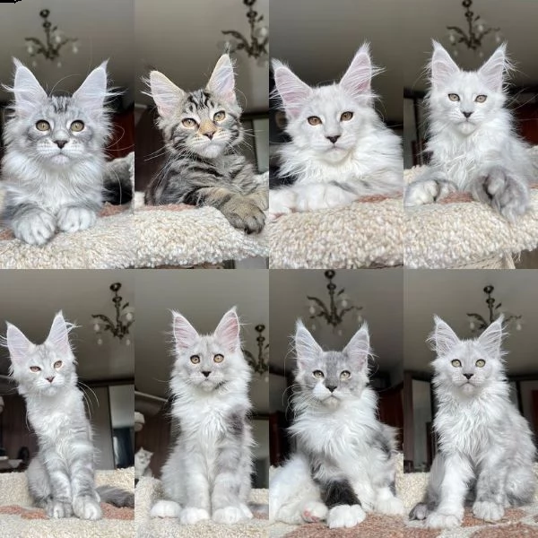 bellissimi gattini maine coon allevati in casa