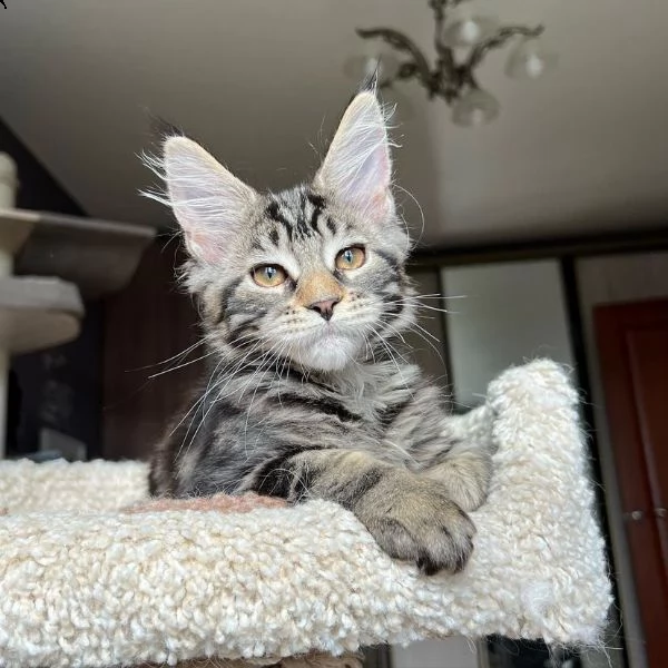 bellissimi gattini maine coon allevati in casa | Foto 3