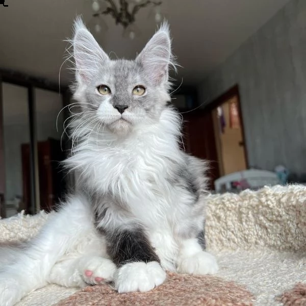 bellissimi gattini maine coon allevati in casa | Foto 1